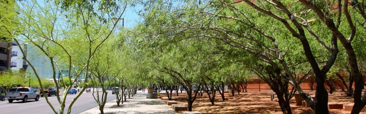 Arizona Urban Forestry | Arizona Conservation Corps