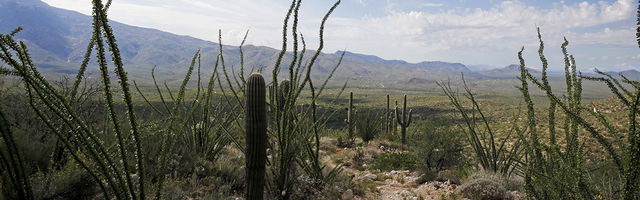 Saguaro Web Banner