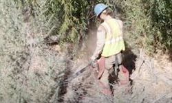 Crew member uses a chainsaw on a tree