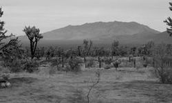 Black and white photo of joshua trees with mountain in the background