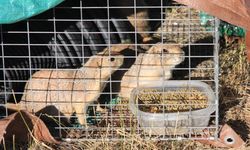 Prairie Dogs